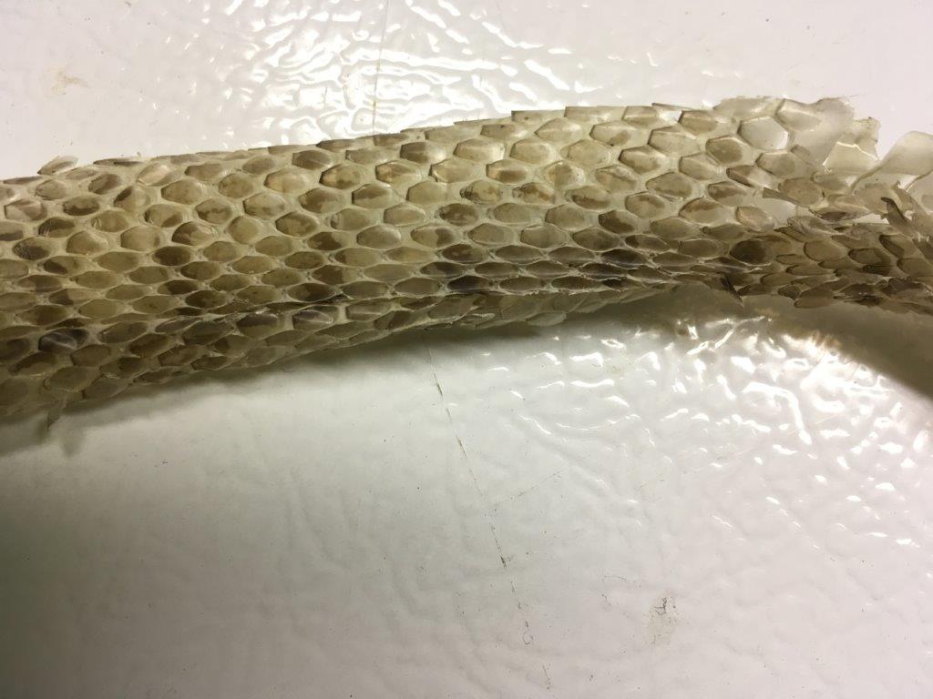Oklahoma City snake skin